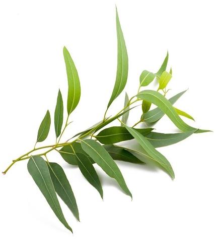 Eucalyptus Oil, For Aroma Therapy Cosmetic, Feature : Purity