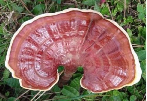 Dried Reishi Mushroom, Packaging Type : Customized