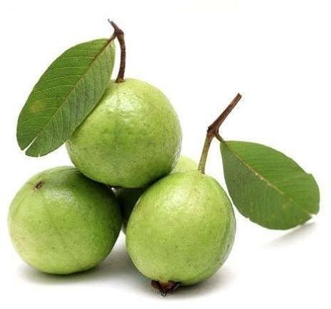 Natural Fresh Guava, For Human Consumption, Packaging Type : Paper Box