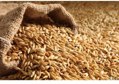 Naturalgrains Wheat Grain, Packaging Size : 1kgs, 5kgs, 10kgs, 25kgs