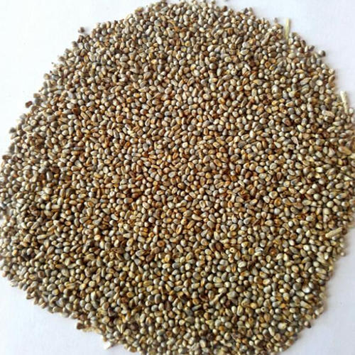 Organic Millet Seeds, For Human Consumption, Purity : 99%