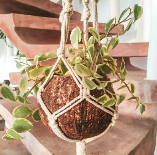BamCo Plain Coconut Shell Hanging Planter, Specialities : Hard Structure, Easy To Placed