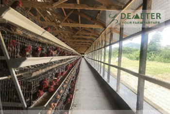 Q235 wire mesh Automatic Poultry Farming Layer Battery Chicken Cage