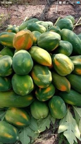 Common Fresh Papaya, Taste : Sweet