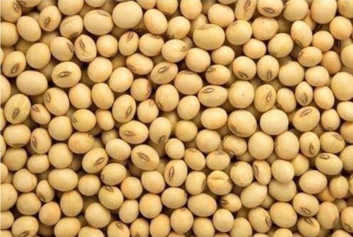 Soybean Seeds