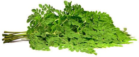 Organic Moringa Leaf Extract, For Medicinal, Food Additives