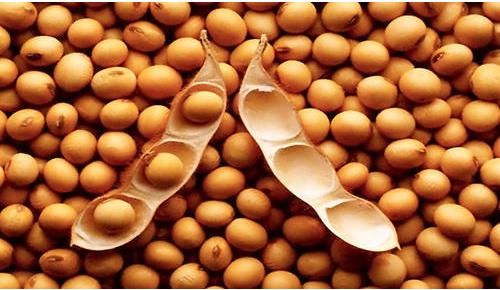 Nature Soybean Seeds, For Human Consumption, Certification : FSSAI Certified