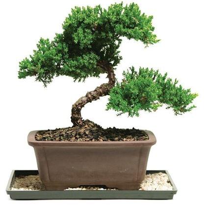 Bonsai Plants, Color : Green
