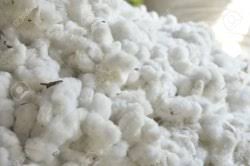 Raw Cotton, Purity : 99% Purity