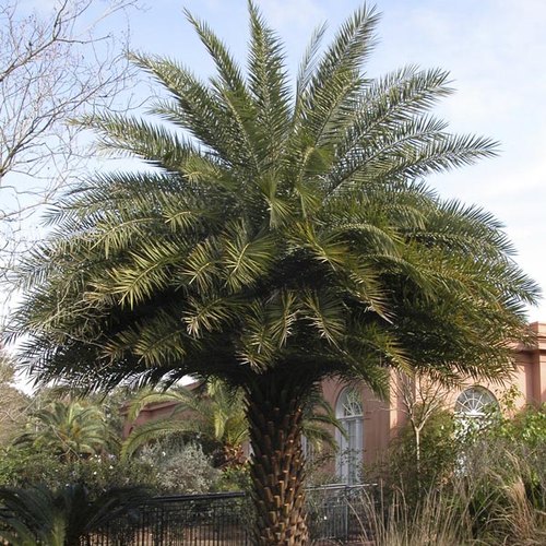 Date Palm Tree,date Palm Tree