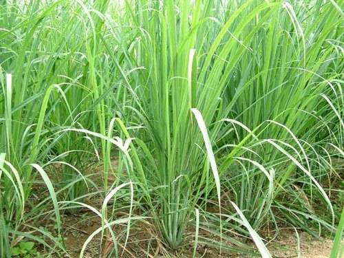 Lemon Grass, For Medicinal, Color : Green