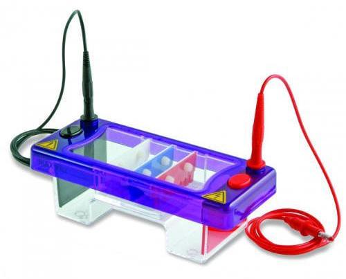 Horizontal Gel Electrophoresis