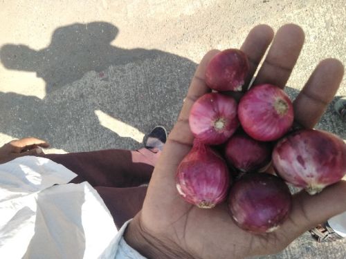 Tomato, Cultivation Type : Natural