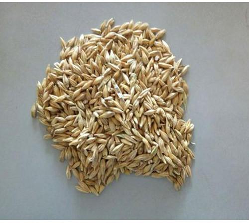 Barley Grain