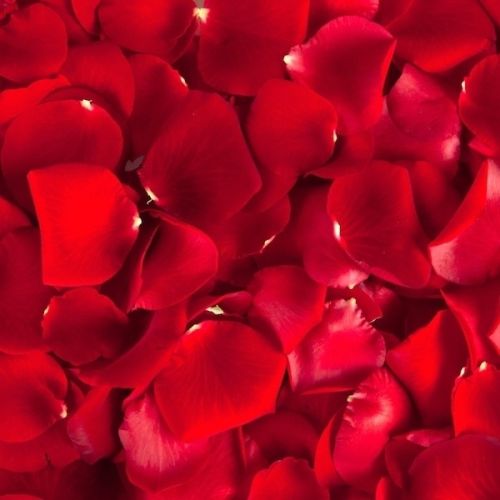 Organic Rose Petals, For Medicine, Style : Fresh