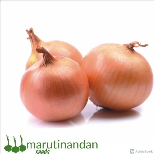 Organic Pili Patti Onion Seeds, Packaging Size : 1-5 Kg