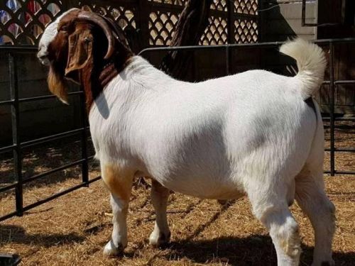 Boer Goat, For Farming Use, Food, Color : Brown, White