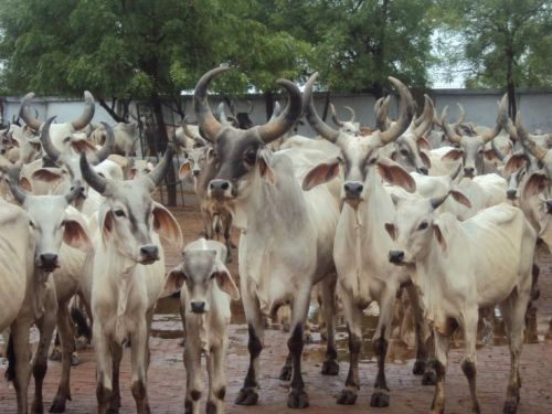 Kankrej Cow, For Dairy Use, Farming Use, Feature : 10-20