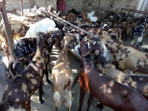 Kota Goats, For Dairy Use, Farming Use, Color : Black, Brown