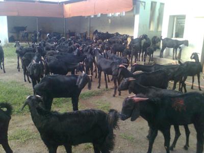 Osmanabadi Goats, For Dairy Use, Farming Use, Color : Black