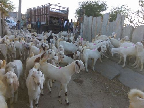 Sojat Goats, For Dairy Use, Farming Use