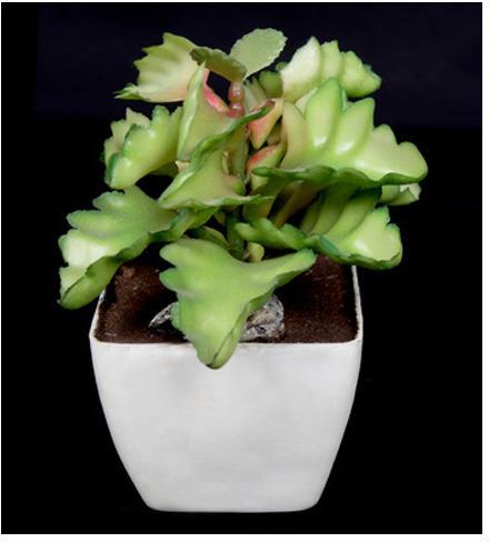 Bryophyllum Bonsai(AP-20), For Decoration, Color : Green