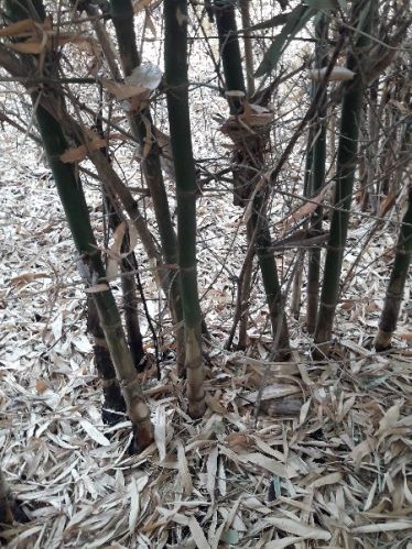 Beema Bamboo, For Construction, Grade : Suitable For Competition