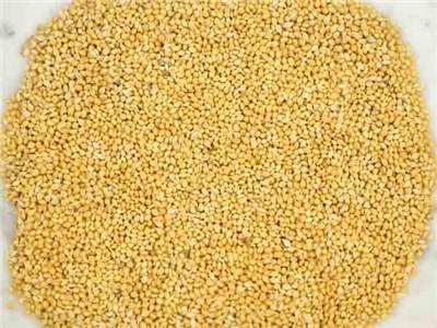 Organic Foxtail Millet Seeds, Packaging Type : Gunny Bag, Plastic Bag