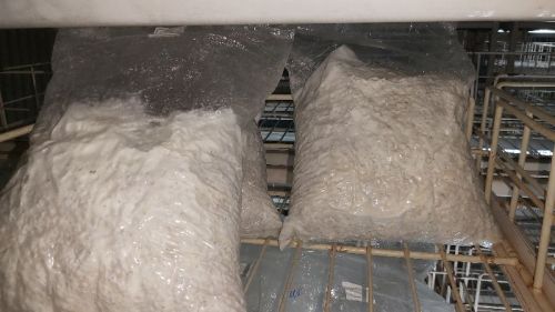 UNISPORE BIOLABS Organic MUSHROOM SPAWN LABORATORY, Packaging Type : Plastic Bag