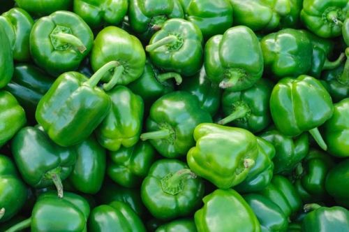 Round Capsicum Green, For Cooking, Style : Fresh