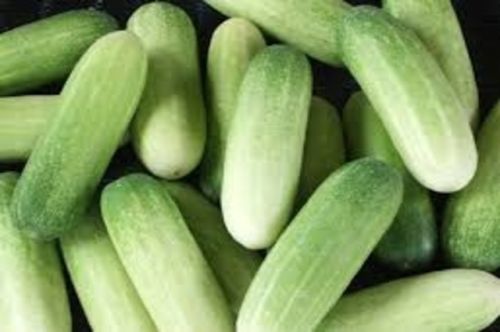 Oval Natural Cucumber, For Good Health, Packaging Type : Plastic Packet