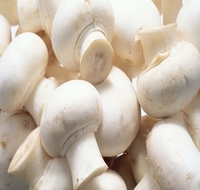 Natural Mushroom, For Cooking, Style : Fresh