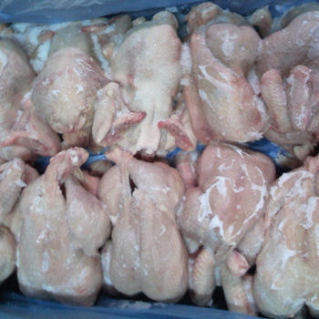 Frozen Whole Chicken, Packaging Type : Poly Bag