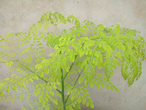 Natural Moringa Leaf Powder, For Medicines Products, Packaging Type : Plastic Packet