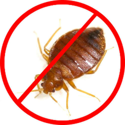Bed Bug Control Services, Purity : 99%