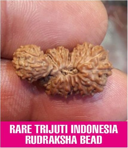 Rudrascanopy Rare Trijuti Indonesia Rudraksha, Certification : Online Certified