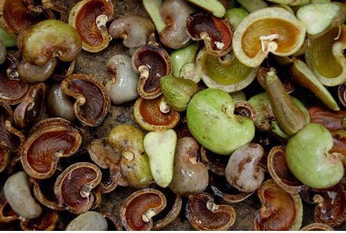 Organic Shelled Cashew Nuts, For Food, Packaging Type : Packed In Sacks