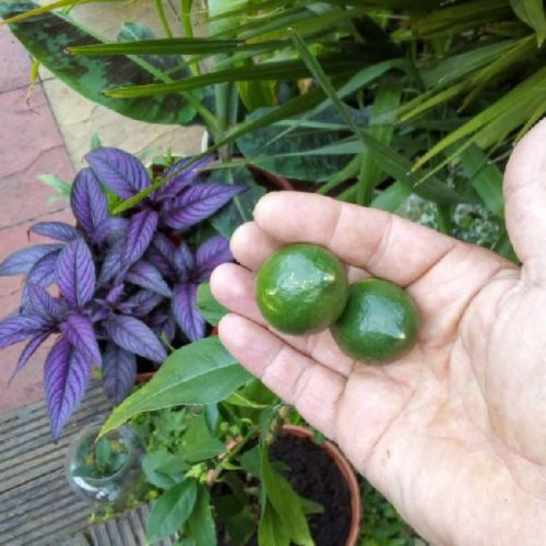 Natural Seedless Lemon Plant For Gardening