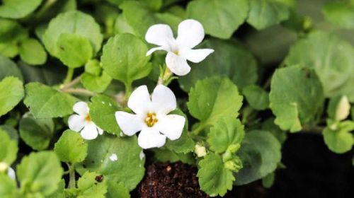 Organic Brahmi Herb, For Medicine Use, Feature : Natural, Skin Friendly