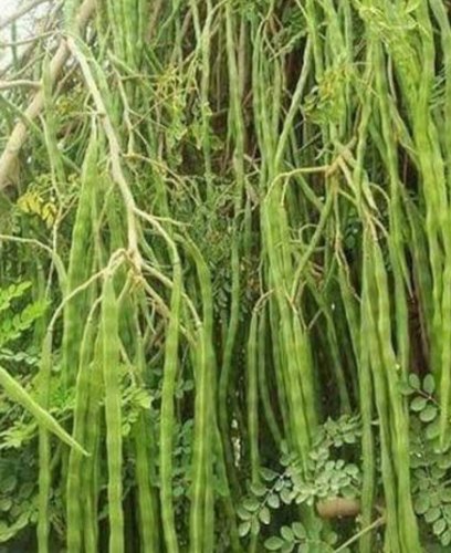 Moringa Drumstick Plants