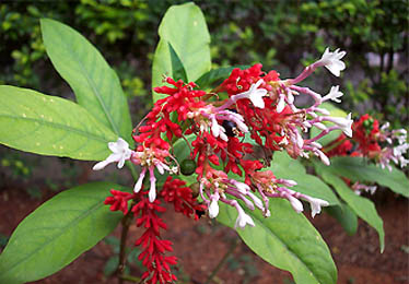 Sarpagandha Plants