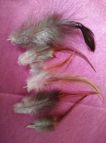 Natural Bird Feather, For Indian Army, Style : Modern