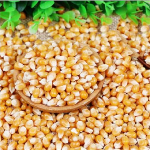 Organic Corn Seeds, Packaging Type : PP Bag