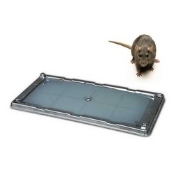 G.M Biocides Rat Trap Glue