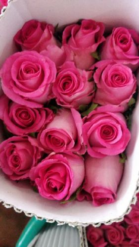 Fresh Cut Roses Fresh Pink Rose