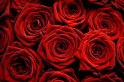 Rose Fragrance, Packaging Type : HDPE Cans