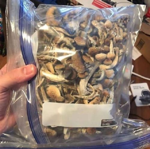 Medicinal Mushroom, Packaging Type : Plastic Wrapper, Paper Box