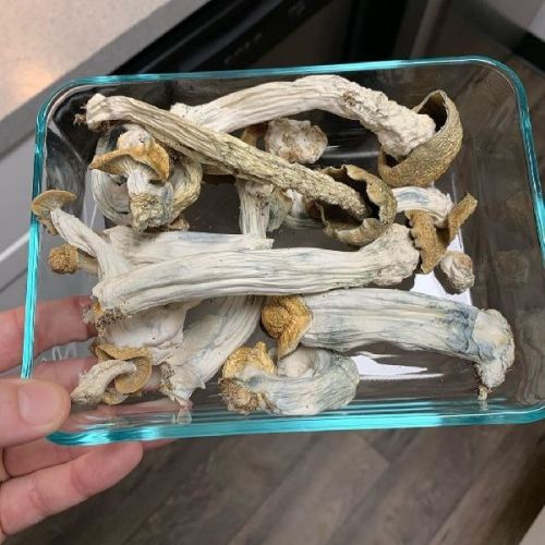 Mushrooms, Packaging Type : Plastic Wrapper, Paper Box