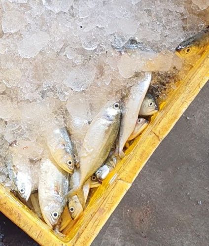 SEAFOOD Mackerel Fish SUPPLY, For Cooking, Feature : Eco-Friendly