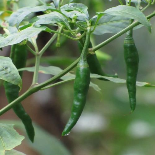 Common Green Chili, For Cooking, Fast Food, Sauce, Taste : Spicy
